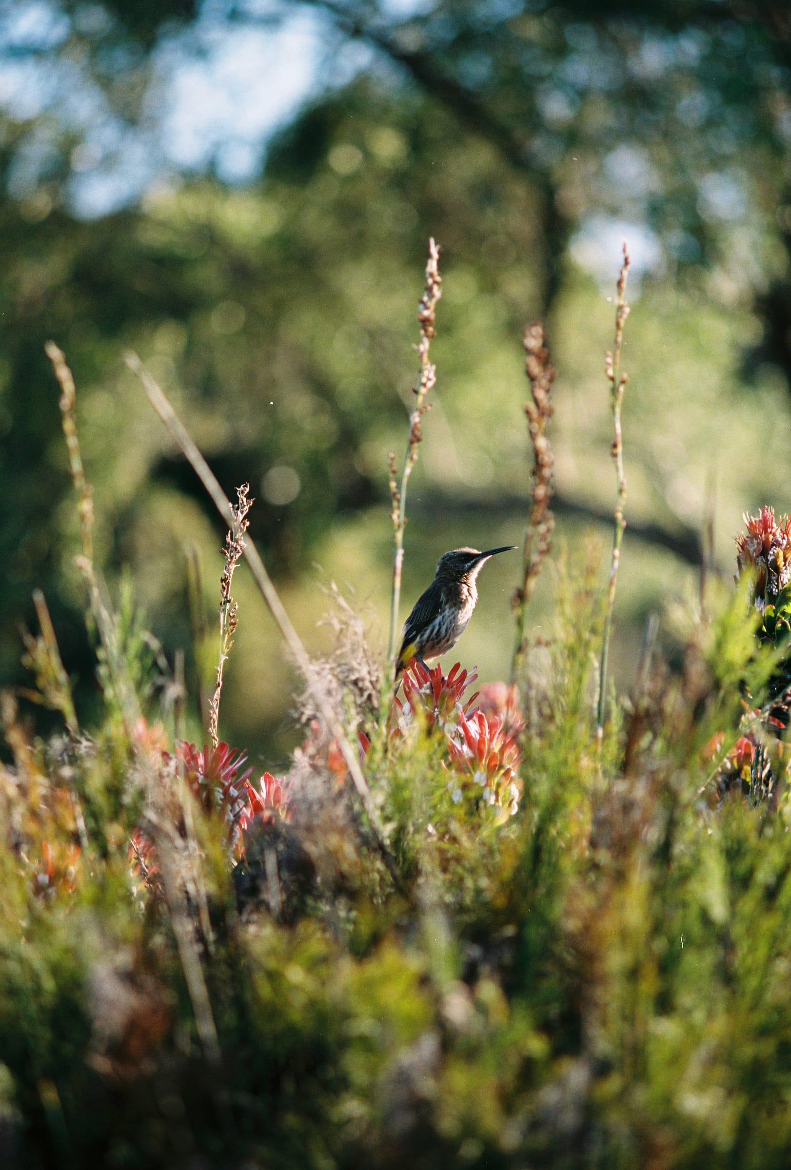 a sunbird perched on a protea